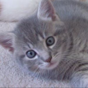 Meet your Posher, Lily